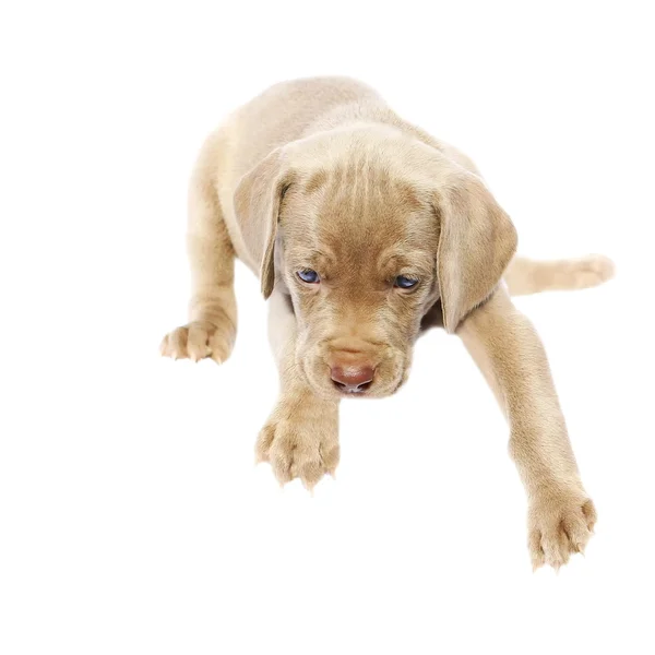 Cachorro de perro Weimaraner, vista lateral sentada, aislado sobre fondo blanco —  Fotos de Stock