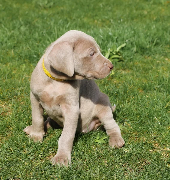 Weimaraner cachorro perro sobre hierba verde fondo — Foto de Stock