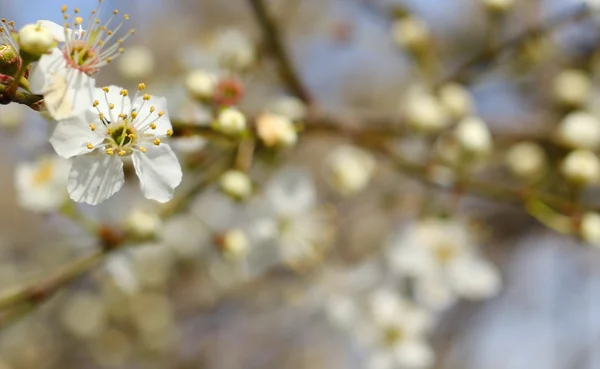 Весенний цветочный фон, слива — стоковое фото