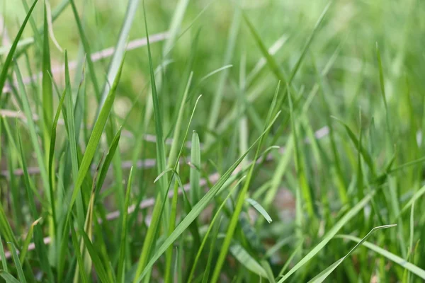 緑の背景にある緑の草 — ストック写真