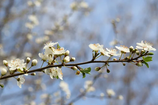 봄 꽃 배경, 매 화 나무 — 스톡 사진