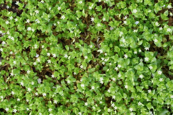 Textura de hierba verde primavera con flores — Foto de Stock