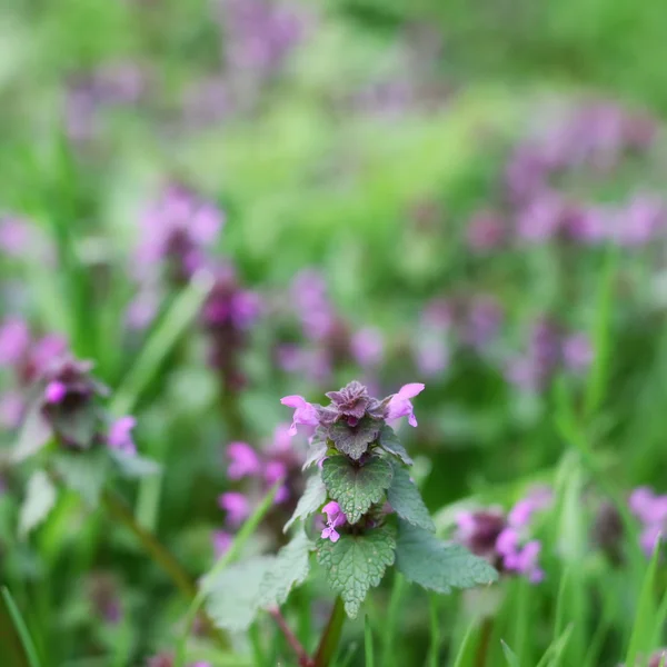 Lots of blooming dead nettles with purple flowers, Red Dead-nettle, purple dead-nettle, velikdenche, Lamium purpureum — Stock Photo, Image