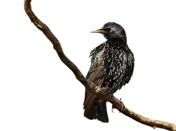 Starling on branch isolated on white background, Sturnus vulgaris — Stock Photo, Image