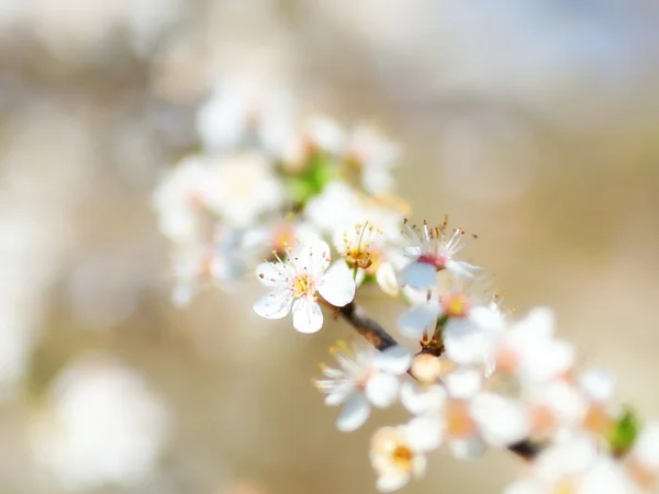 봄의 꽃들의 배경 — 스톡 사진