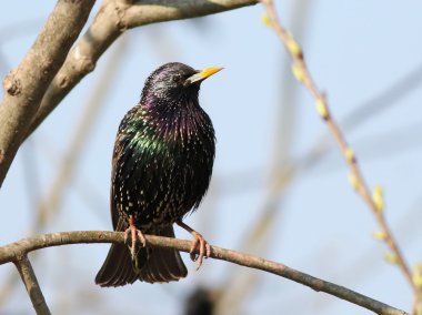 Ortak Starling dalı, Sturnus vulgaris