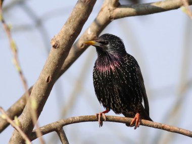Ortak Starling dalı, Sturnus vulgaris