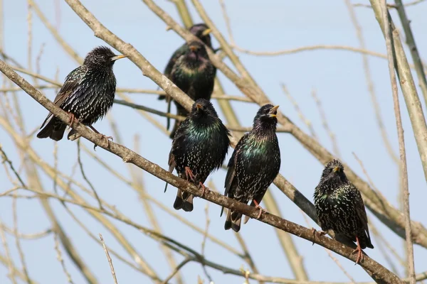 Starling flock på gren, sturnus vulgaris — Stockfoto