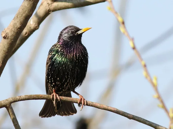 Starling comum no ramo, Sturnus vulgaris — Fotografia de Stock