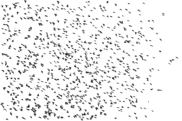 Rebanho de aves isoladas em um fundo branco, Starling, Sturnus vulgaris com caminho de recorte — Fotografia de Stock