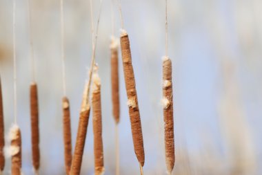 Typha latifolia, bulrush, ortak bulrush, geniş yapraklı kuyrugu, ortak kuyrugu, büyük reedmace, cooper'ın reed, cumbungi