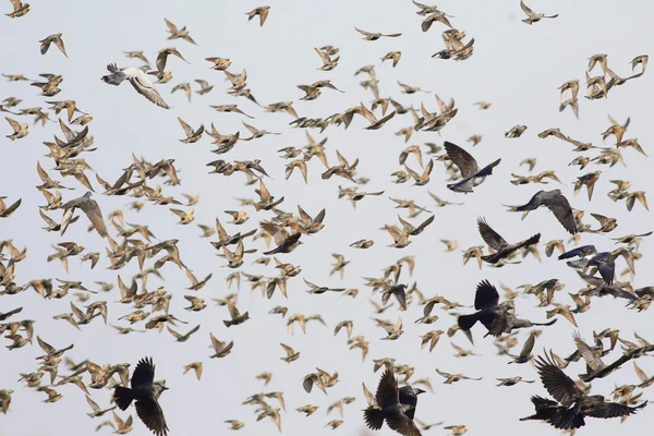 Bandada de aves volando, estornino, torre, cuervo, paloma — Foto de Stock