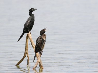 karabatak, küçük karabatak phalacrocorax pygmaeus