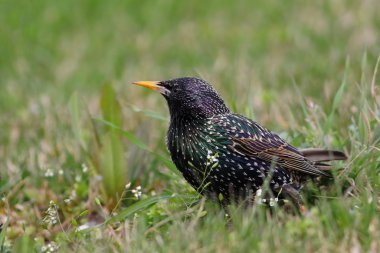 yeşil çimen, sturnus vulgaris olarak ortak sığırcık