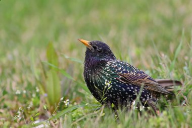 yeşil çimen, sturnus vulgaris olarak ortak sığırcık