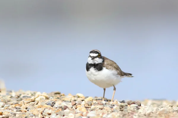 Lite större strandpipare på sand, Charadrius dubius — Stockfoto