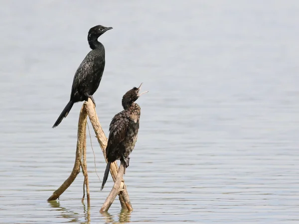 Aalscholver, pygmy cormorant, phalacrocorax pygmaeus — Stockfoto