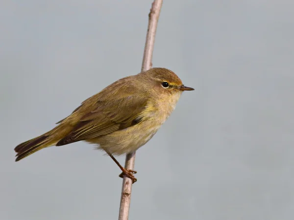 Közös Chiffchaff ágon, phylloscopus collybita — Stock Fotó