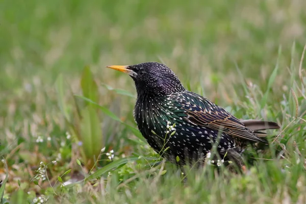 Gemensamma starling på grönt gräs, sturnus vulgaris — Stockfoto