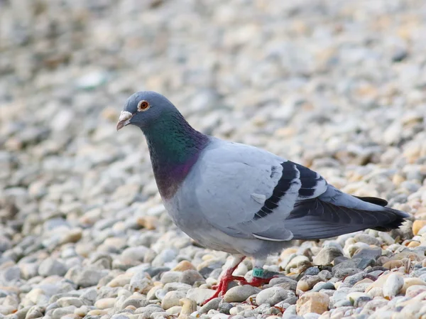 Graue Taube auf Sand — Stockfoto