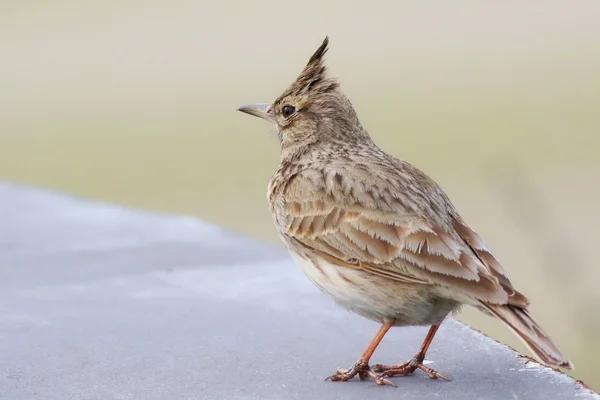 Lark Crested, Galerida cristata — Foto Stock