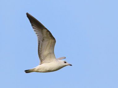 Uçuşta kara başlı martı (Larus ridibundus )