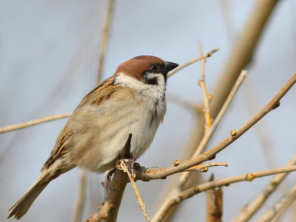 Tree sparrow on branch, passer montanus — Stock Photo, Image