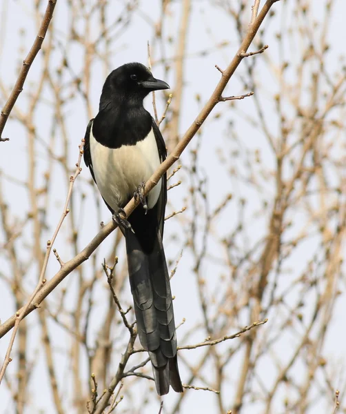 Eurasian Magpie on branch, pica pica — Stock Photo, Image