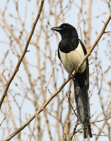 Eurasian Magpie on branch, pica pica — Stock Photo, Image