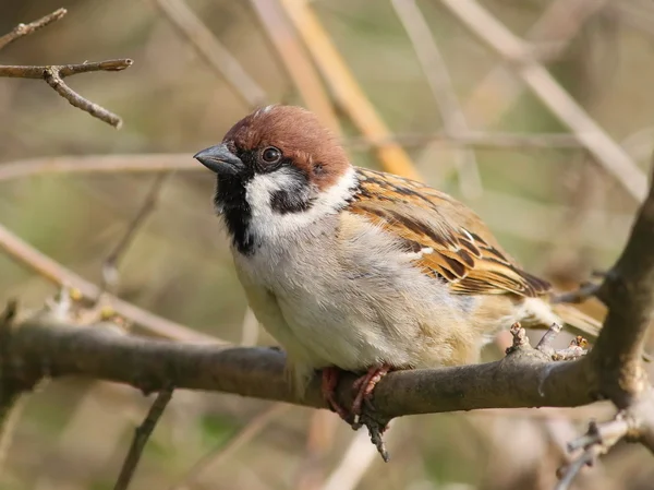 Tree sparrow on branch, passer montanus — Stock Photo, Image