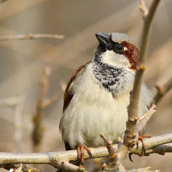 Дом Воробьев на ветке, Passer domesticus — стоковое фото