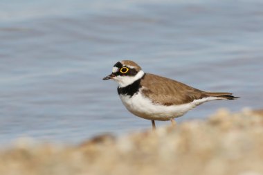 Nehirdeki küçük Halkalı Plover, Charadrius dubius