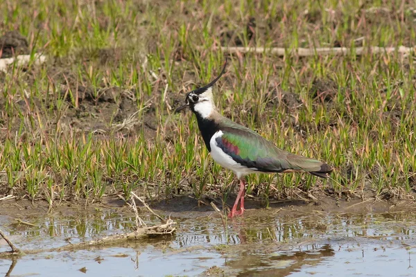 Crested Female Northern lapwing (Vanellus vanellus) ) — Fotografia de Stock