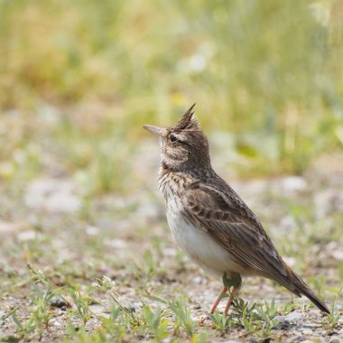 Tepeli toygar, galerida cristata