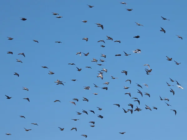Güvercin mavi gökyüzü üzerinde Flock — Stok fotoğraf