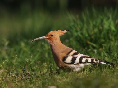yeşil çimen, upupa epops üzerinde güzel Avrasya ibibik