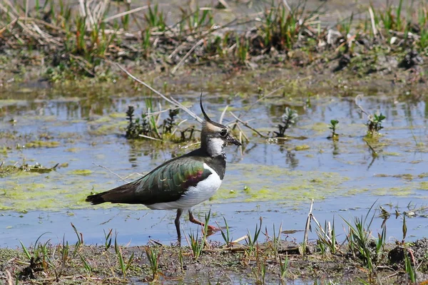 Crested Female Northern lapwing (Vanellus vanellus) — Stock Photo, Image