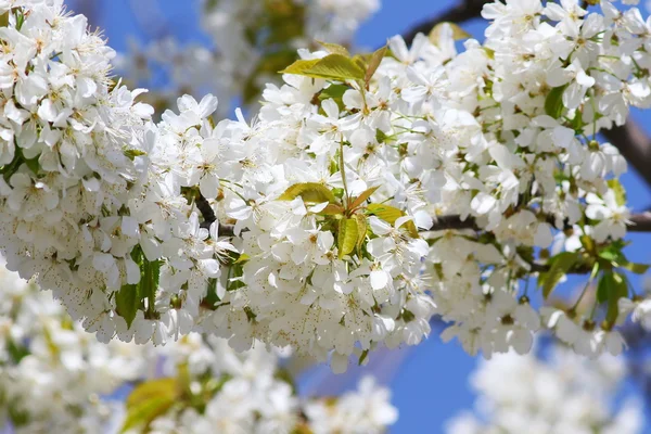 봄에 흰 꽃과 꽃이 만발한 나무 — 스톡 사진