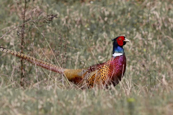 Gemeiner Fasan, Phasianus colchicus — Stockfoto