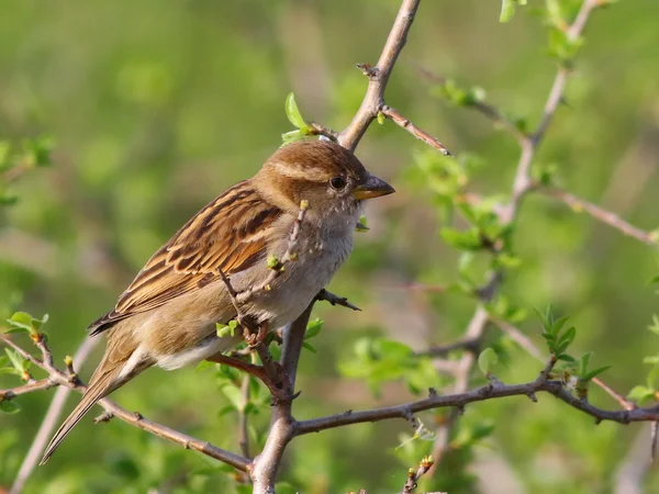 Gråsparv på gren, passer domesticus — Stockfoto