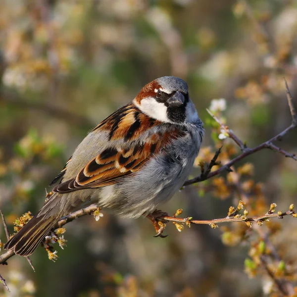 Gråsparv på gren, passer domesticus — Stockfoto