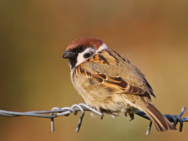 Gorrión de árbol en alambre de púas, passer montanus — Foto de Stock