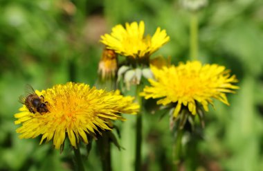 sarı dandelions ve arı yeşil çim, karahindiba officinale, kapat