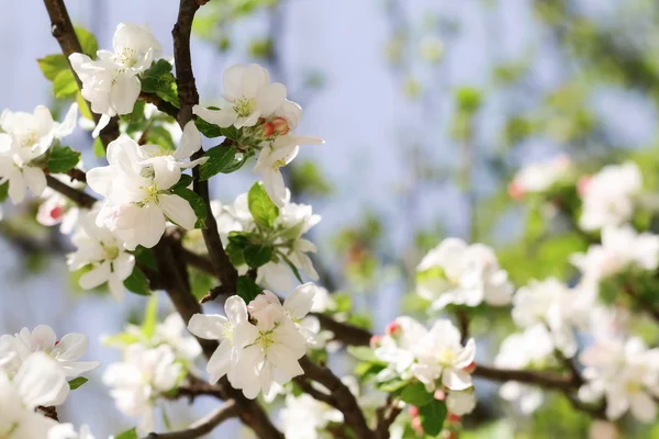 春のリンゴの花 — ストック写真