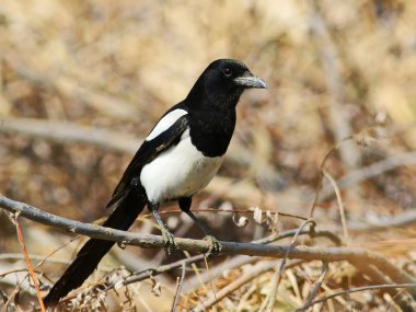 Dalı, pika pika Avrasya Magpie