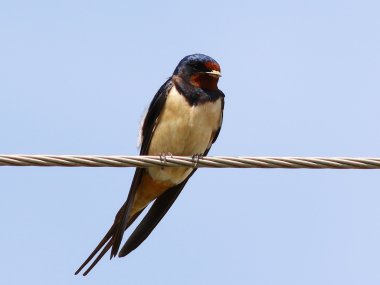 Tel, Hirundo rustica kırlangıcı