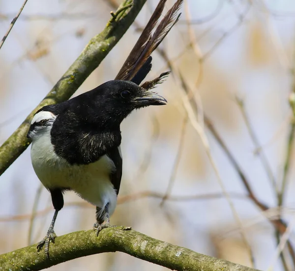 Urraca eurasiática en rama, pica pica — Foto de Stock