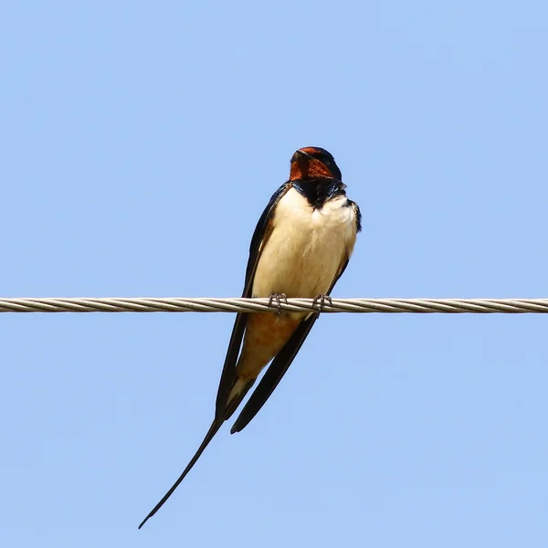 Barn Swallow on wire, Hirundo rustica — Stock Photo, Image