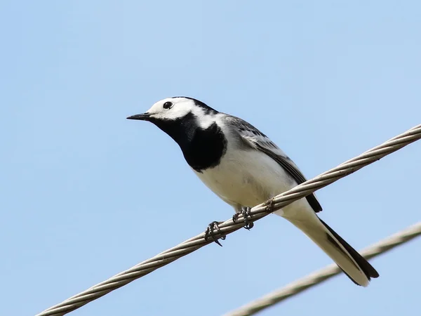 Wagtail blanco en alambre, Motacilla alba — Foto de Stock