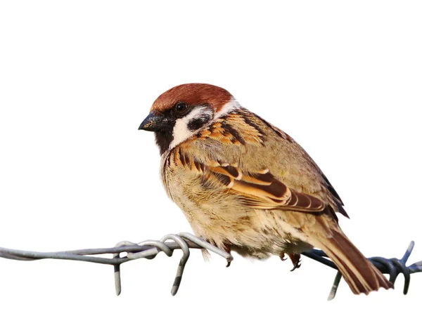 Pardal de árvore em arame farpado isolado em fundo branco, passer montanus — Fotografia de Stock